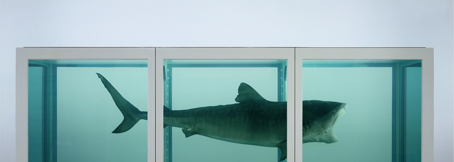 A large tiger shark suspended in a formaldehyde-filled vitrine, Damien Hirst's "The Physical Impossibility of Death in the Mind of Someone Living" (1991)