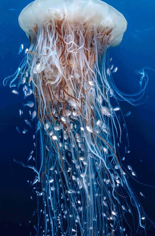 Jellyfish photograph from the National Geographic OCEAN exhibition
