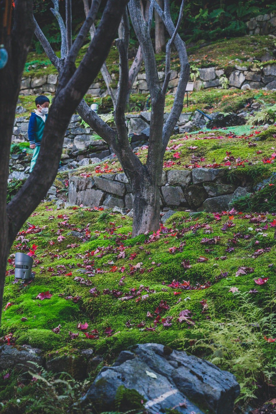 Moss garden with fallen maple leaves scattered over green moss