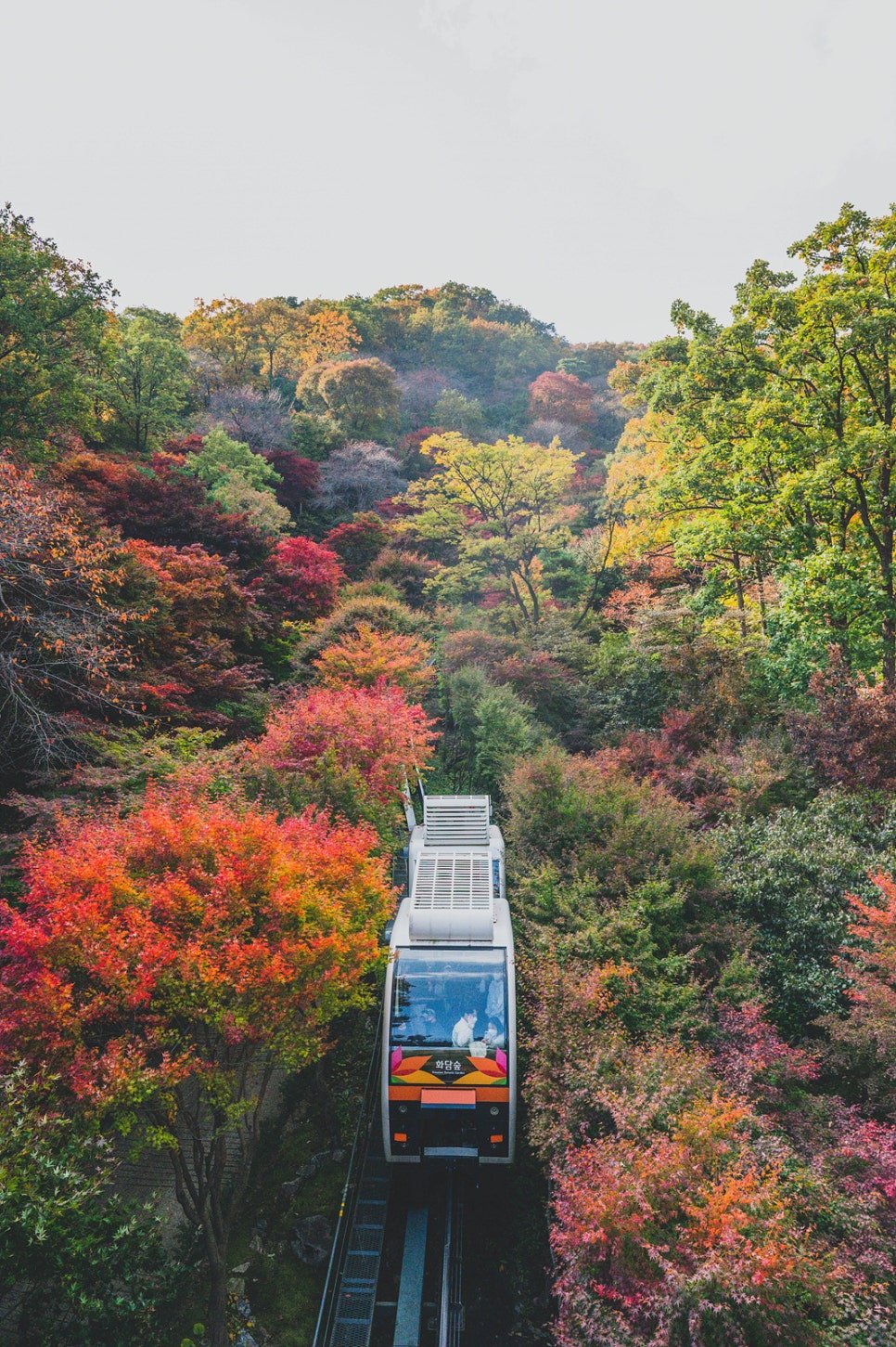 Hwadamsup monorail crossing through the autumn foliage forest