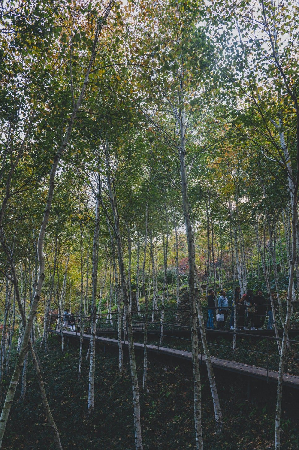 Wooden deck path through a dense birch forest