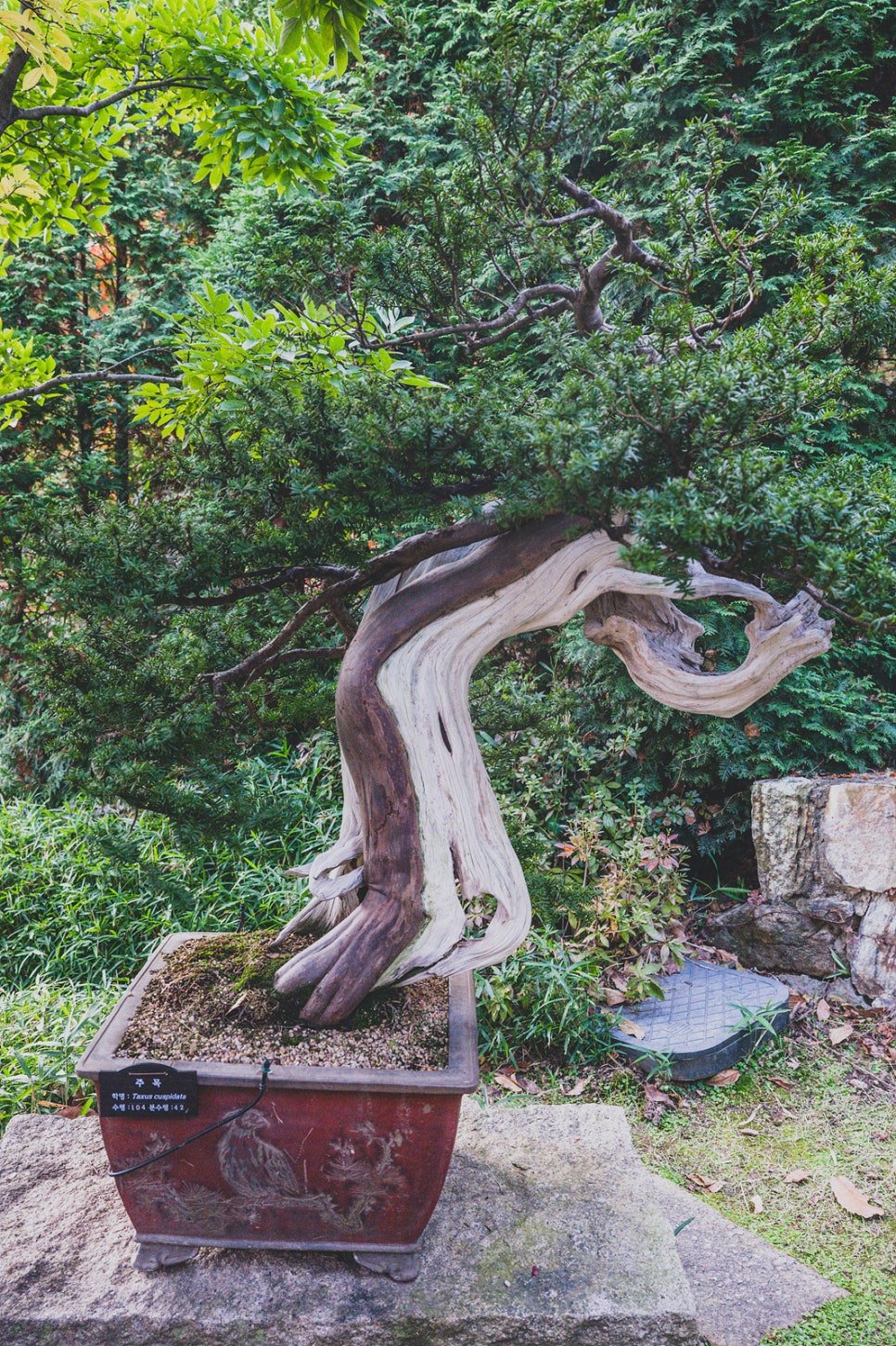 Bonsai garden featuring an aged pine bonsai tree