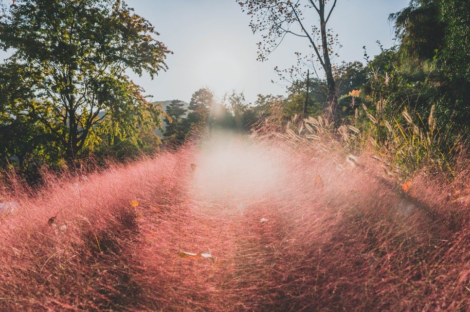 Pink muhly grass field lit from behind
